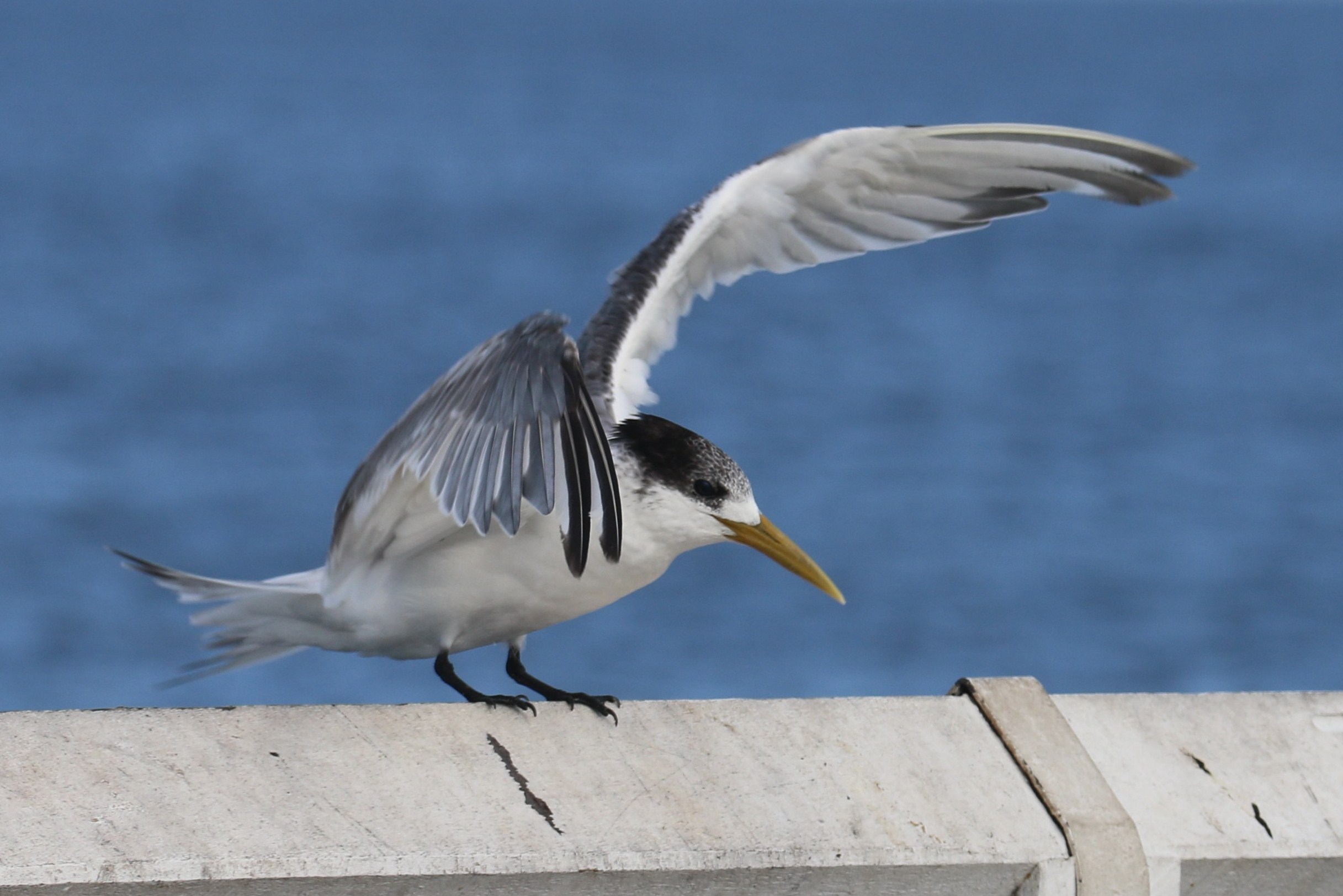Busselton Holidays 370