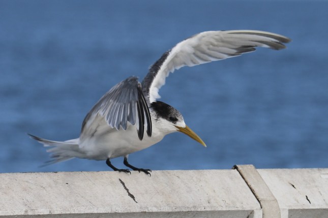 Busselton Holidays 370