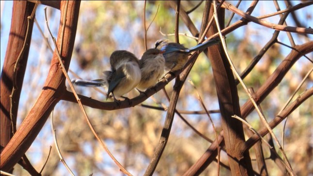 john july forest 2014 149