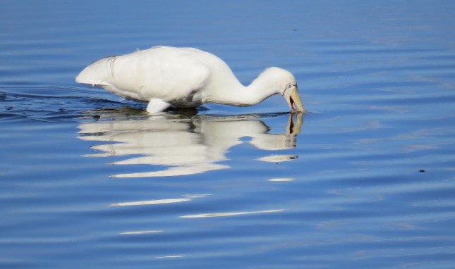 grave bibra xh50 330