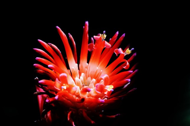 IMG_9888 (1280x853) (2)