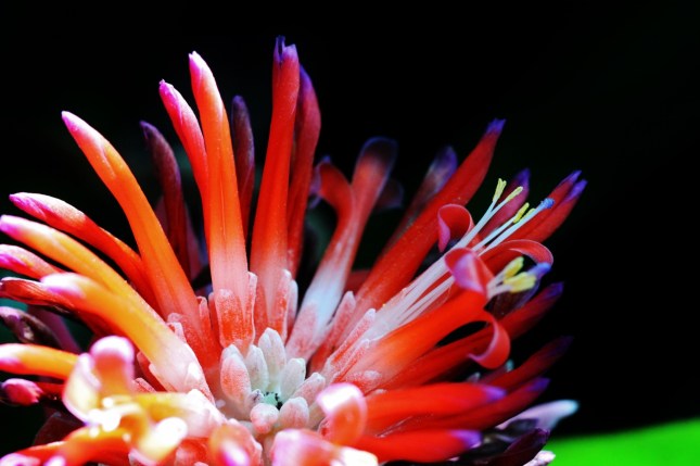 IMG_9940 (1280x853) (2)