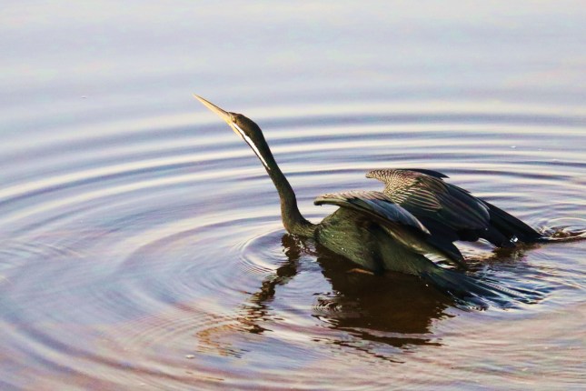riverton bridge 6th july 063