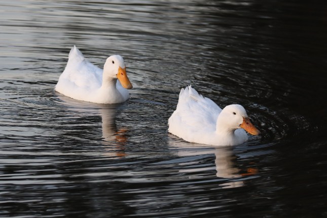 riverton bridge 6th july 203