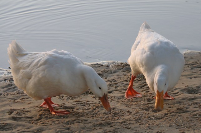 riverton bridge 6th july 250