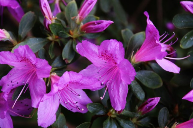 2G2A5641 (1280x853) - Copy