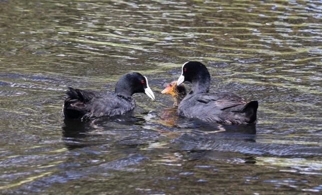 2G2A7038 (1280x776) - Copy