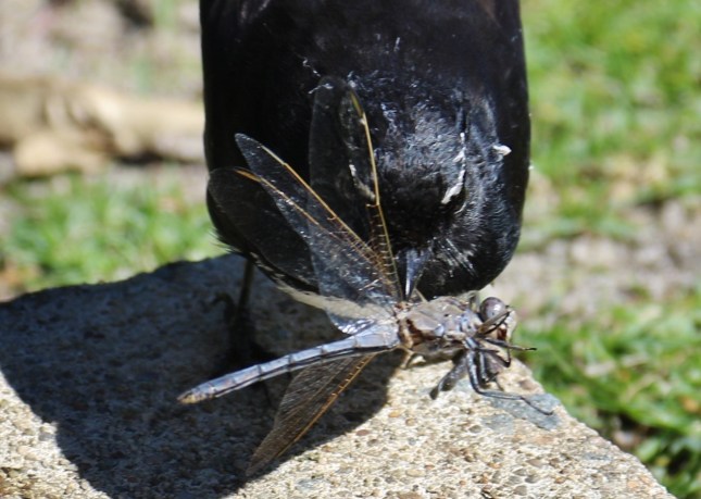 2G2A7358 (1280x911) - Copy - Copy