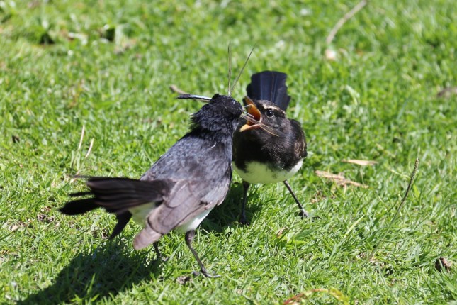 2G2A7411 (1280x854) - Copy - Copy