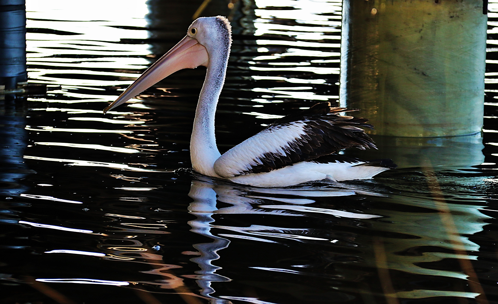 pelican 3