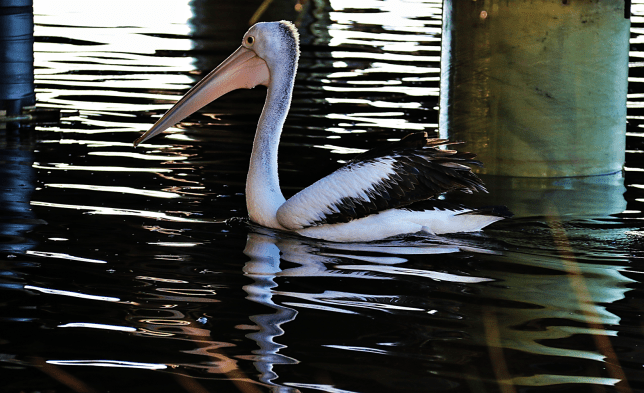 pelican 3